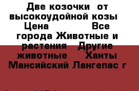 Две козочки  от высокоудойной козы › Цена ­ 20 000 - Все города Животные и растения » Другие животные   . Ханты-Мансийский,Лангепас г.